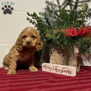 J J. Cocker Spaniel Puppy For Sale in Pennsylvania