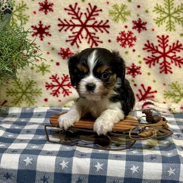 Tiny, Cavalier King Charles Spaniel Puppy
