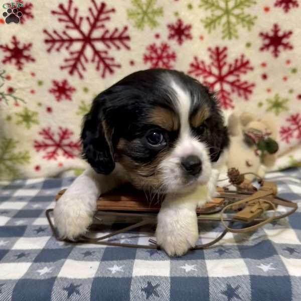 Twinkle, Cavalier King Charles Spaniel Puppy