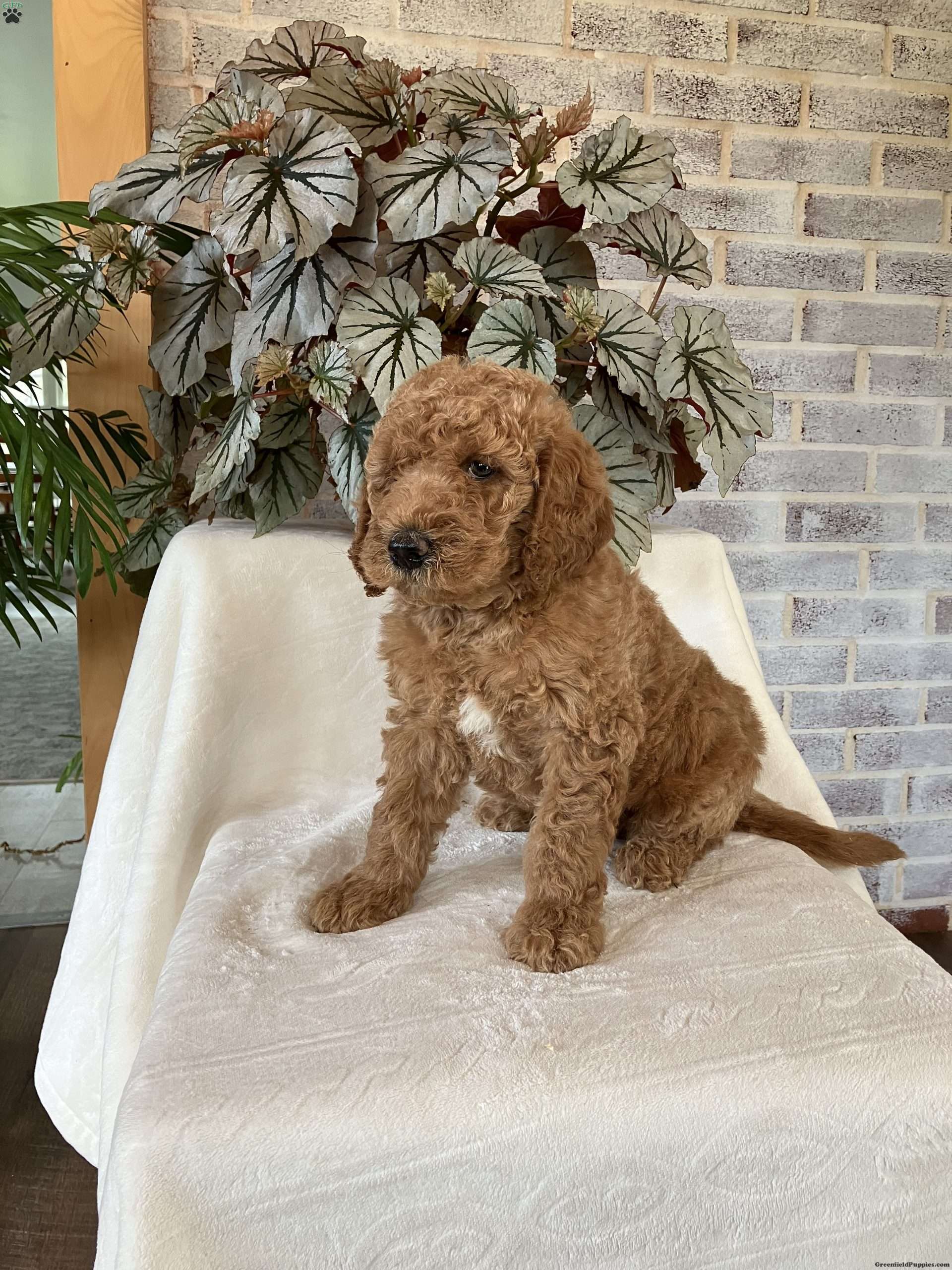 Paxton Mini Labradoodle Puppy For Sale in Pennsylvania