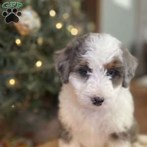 Eleanor, Mini Bernedoodle Puppy
