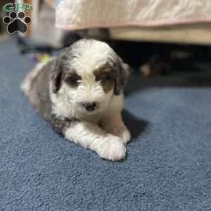 Eleanor, Mini Bernedoodle Puppy