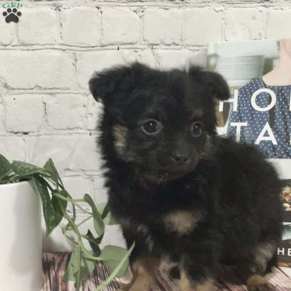 Edgar, Chihuahua Puppy