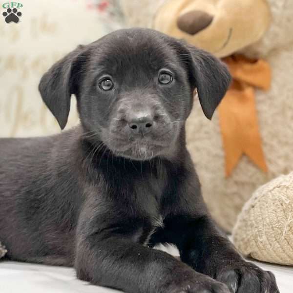 Dixie, Australian Shepherd Mix Puppy