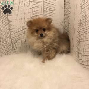 Pomeranian Puppies For Sale - Greenfield Puppies