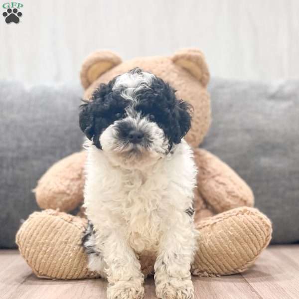 Oreo, Miniature Poodle Puppy