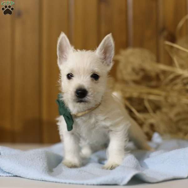 Jax, West Highland Terrier Puppy