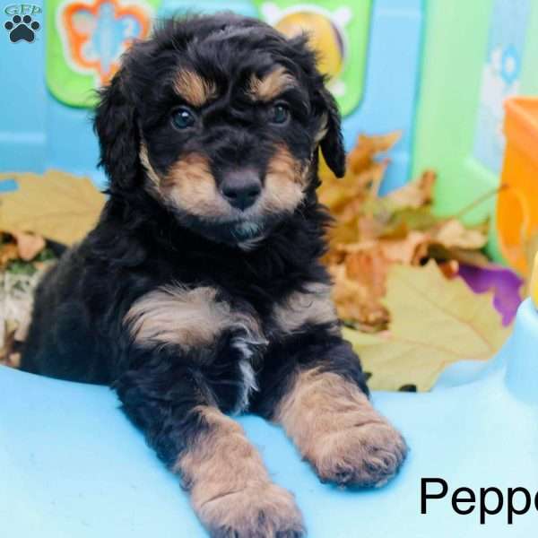 Pepper, Mini Aussiedoodle Puppy