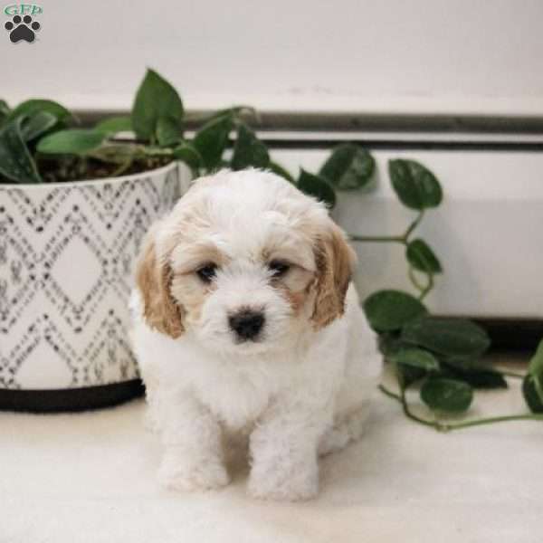 Kayla, Cavachon Puppy