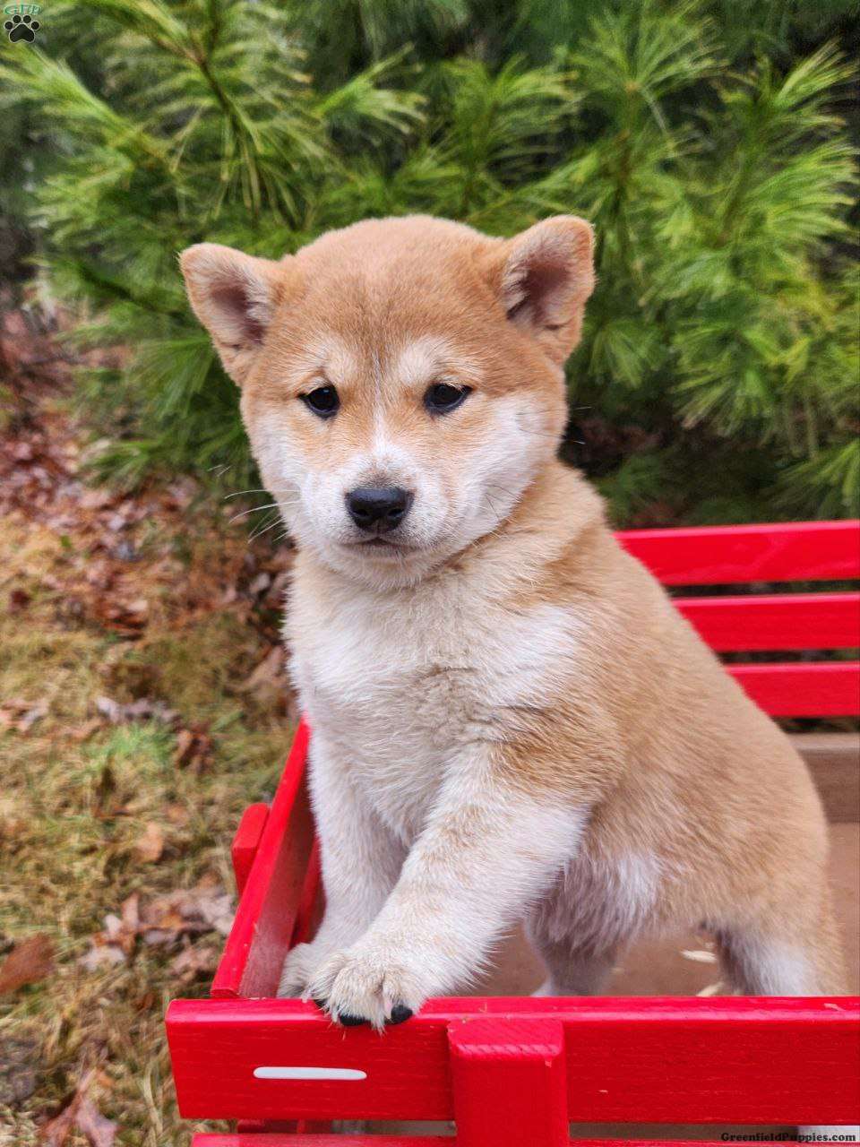 Holly Shiba Inu Puppy For Sale in Pennsylvania