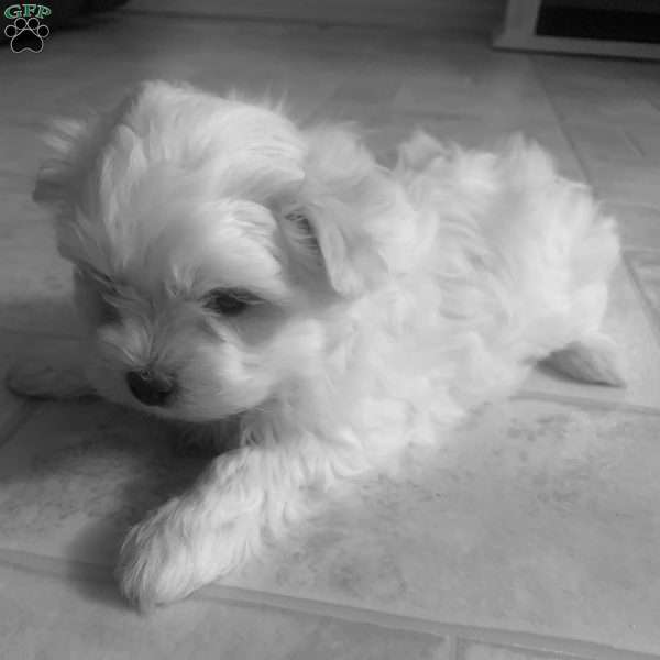 Ritchy, Maltese Puppy