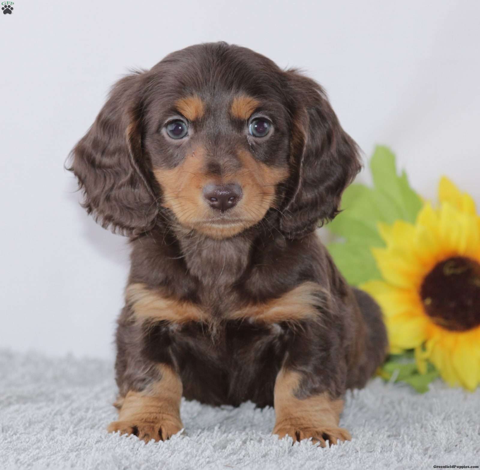Denver Dachshund Puppy For Sale in Ohio
