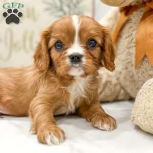 Roscoe, Cavalier King Charles Spaniel Puppy