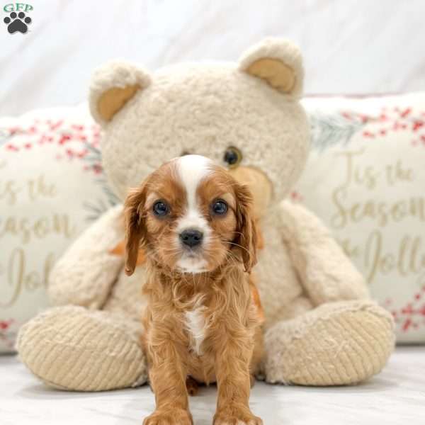 Rosie, Cavalier King Charles Spaniel Puppy