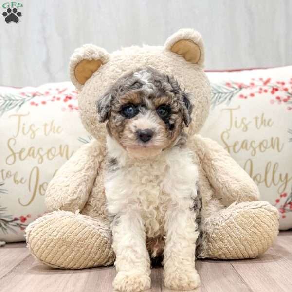 Milo, Miniature Poodle Puppy