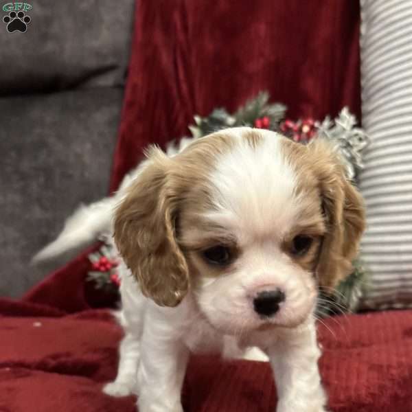 Petals, Cavalier King Charles Spaniel Puppy
