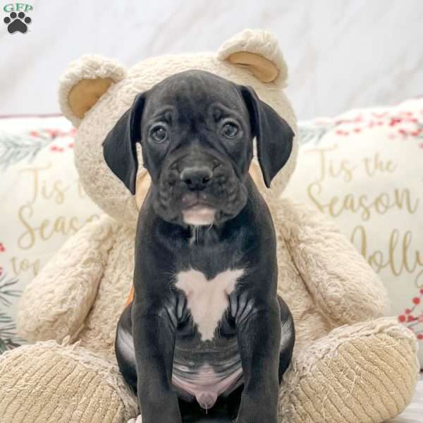 Duke, Boxer Puppy