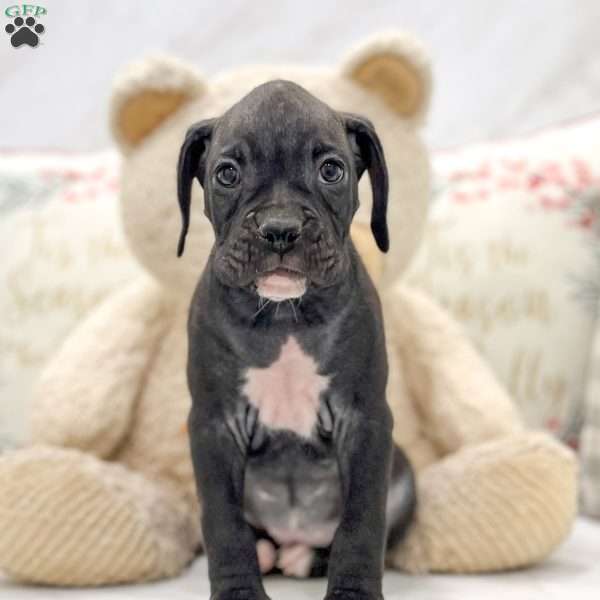 Sadie, Boxer Puppy