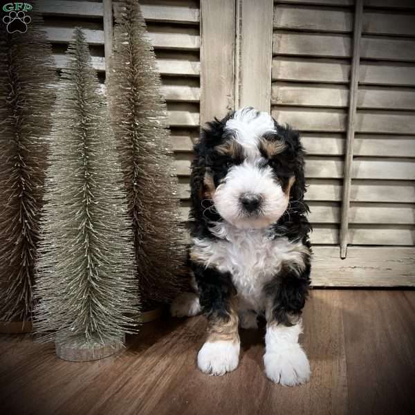 Flossie, Mini Bernedoodle Puppy