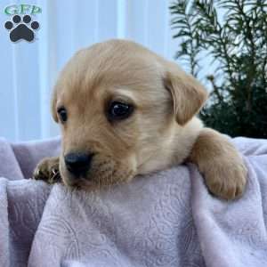 Penny, Yellow Labrador Retriever Puppy
