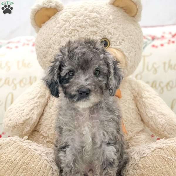 Charlie, Miniature Poodle Puppy