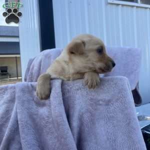 Preston, Yellow Labrador Retriever Puppy