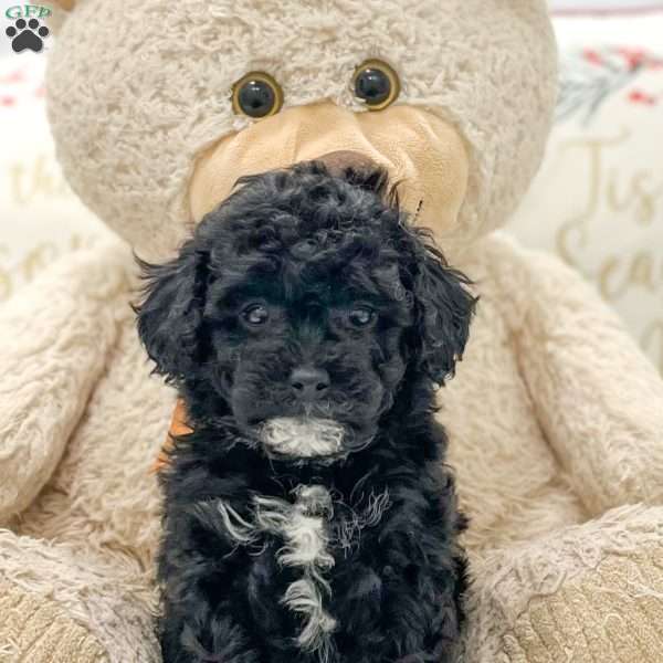 Harley, Miniature Poodle Puppy