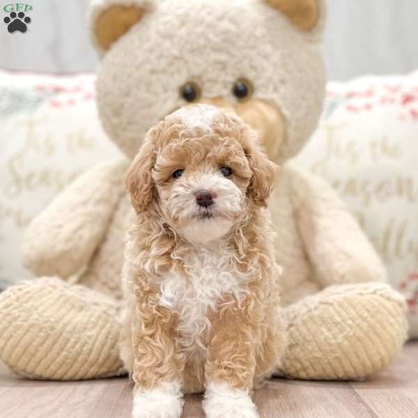 Tessy, Miniature Poodle Puppy