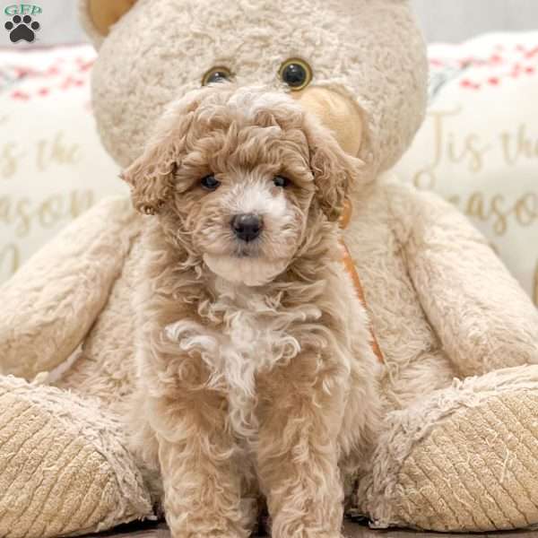 Bethy, Miniature Poodle Puppy