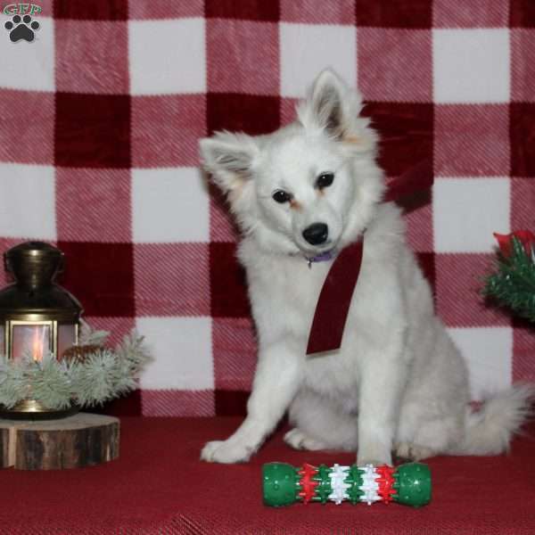 Cristy, American Eskimo Puppy
