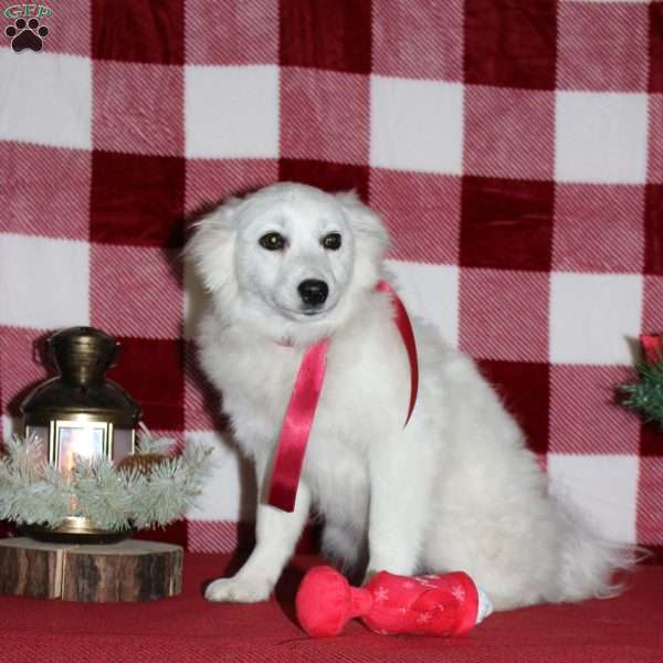 Chelsy, American Eskimo Puppy