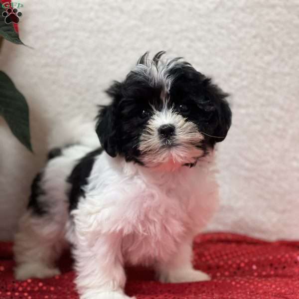 Lucky, Miniature Poodle Mix Puppy