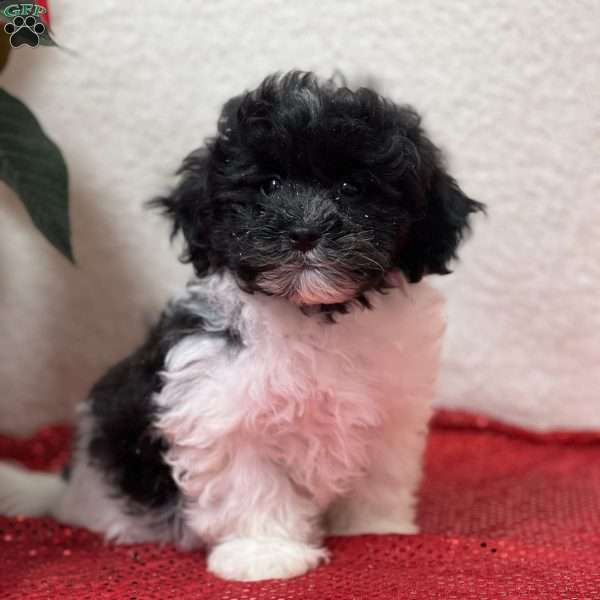 Larry, Miniature Poodle Mix Puppy
