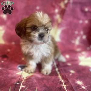 Shih Tzu Puppies For Sale - Greenfield Puppies