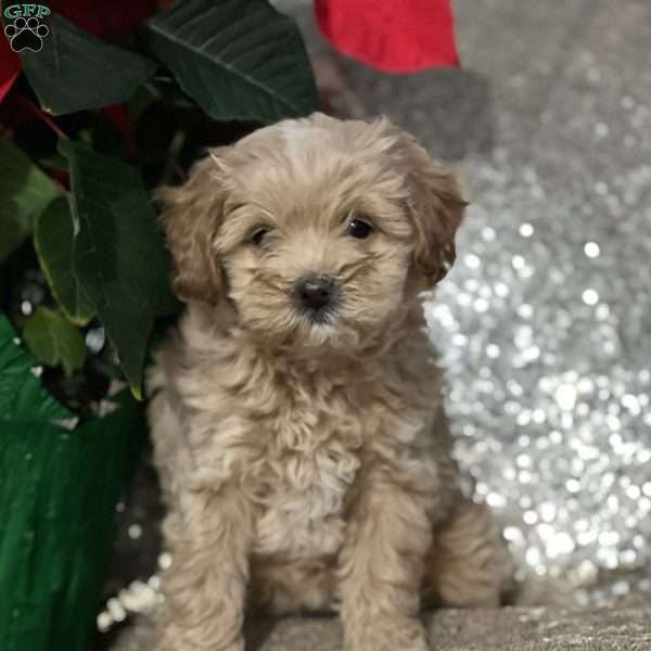 Giggles, Miniature Poodle Mix Puppy