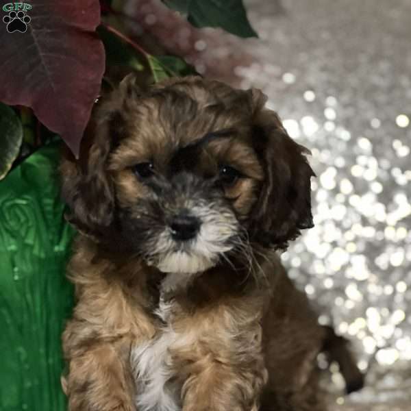 Gatsby, Miniature Poodle Mix Puppy