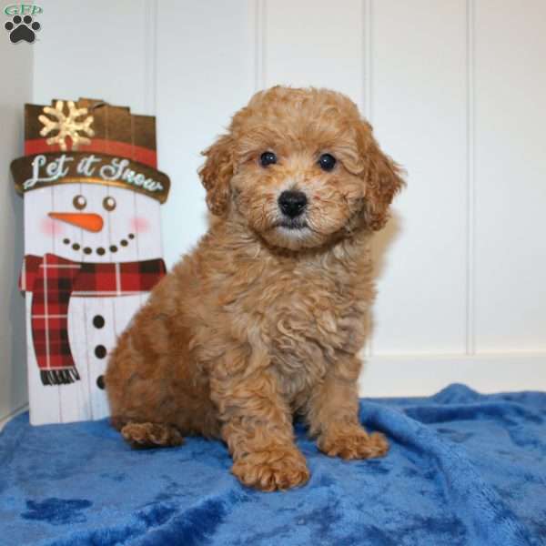 Xavier, Miniature Poodle Puppy