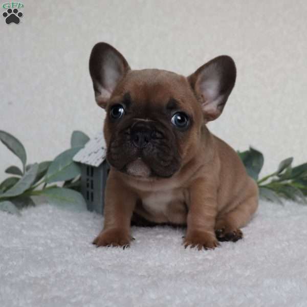 Shiloh, French Bulldog Puppy
