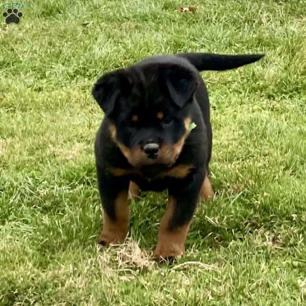 Grizzly, Rottweiler Puppy