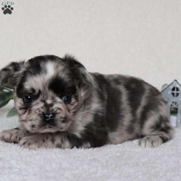 Carri, French Bulldog Puppy