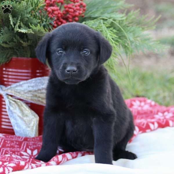 Holly, Black Labrador Retriever Puppy