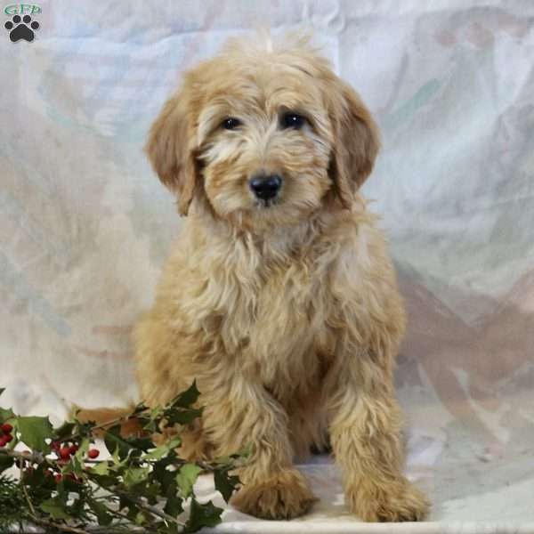 Fluffy F1B, Goldendoodle Puppy