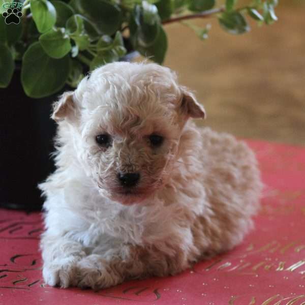 Cleo, Bich-Poo Puppy