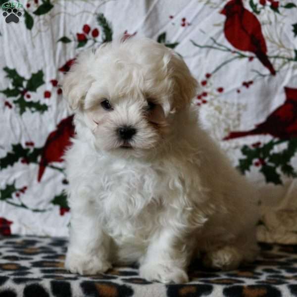 Nico, Maltese Puppy