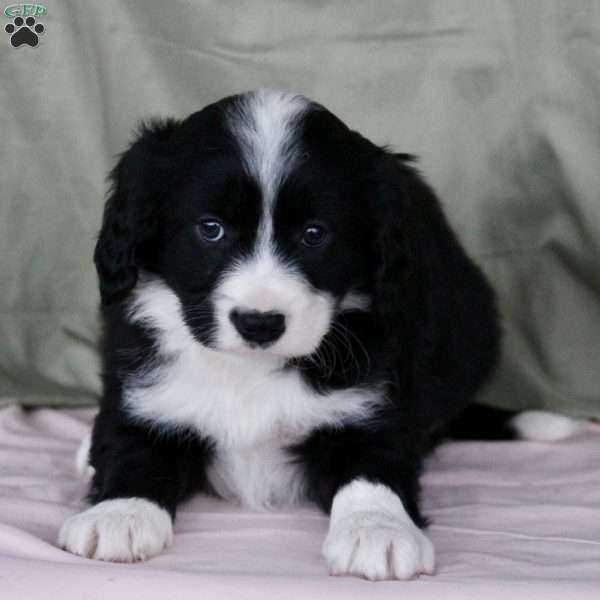 Ray, Border Collie Mix Puppy