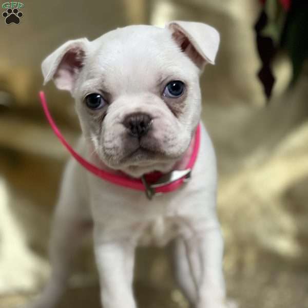 Dorothy, Boston Terrier Puppy