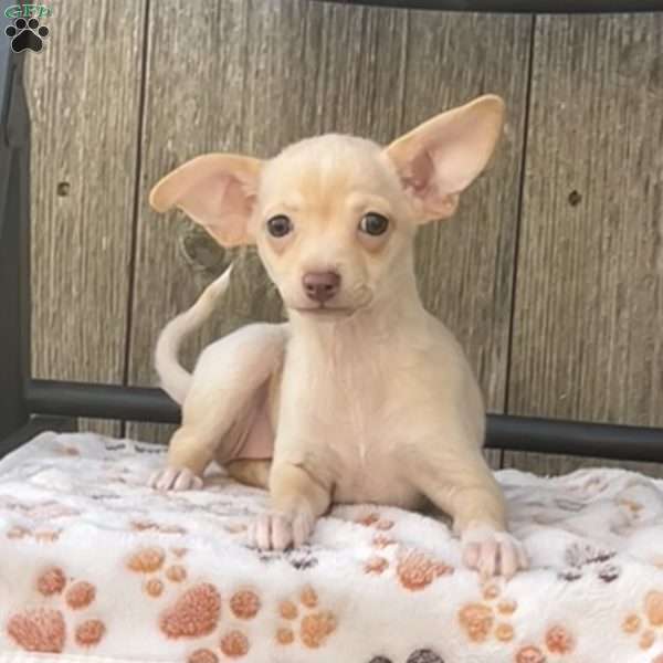 Pippy, Chihuahua Mix Puppy