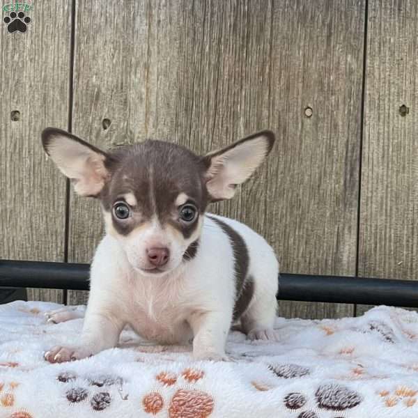 Pia, Chihuahua Mix Puppy