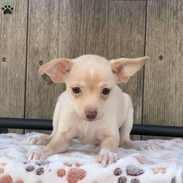 Piper, Chihuahua Mix Puppy