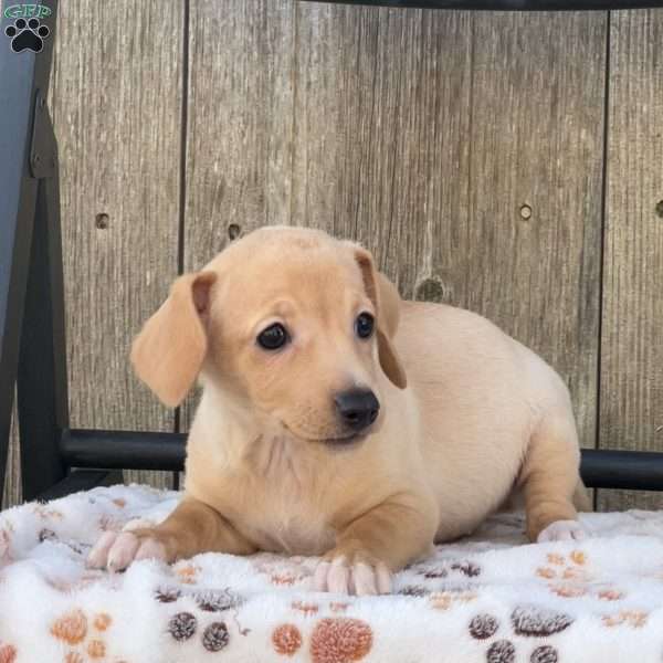 Penny, Chihuahua Mix Puppy